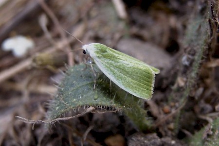 Cream-bordered Green Pea Earias clorana