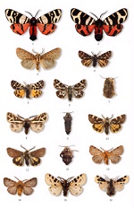 Moths of Europe Vol 1 example plate