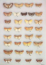 British Pyralid Moths - example plate