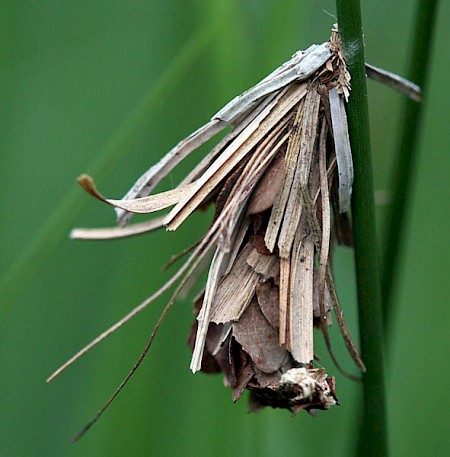 Canephora hirsuta