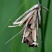 Larval case (male) • Slovenia • © Tomi Trilar