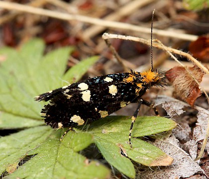 Female • Northern Greece • © Chris Manley