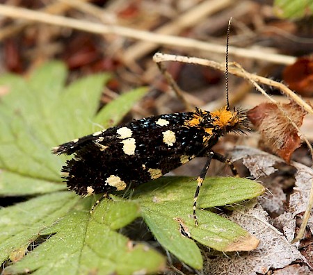 Euplocamus anthracinalis