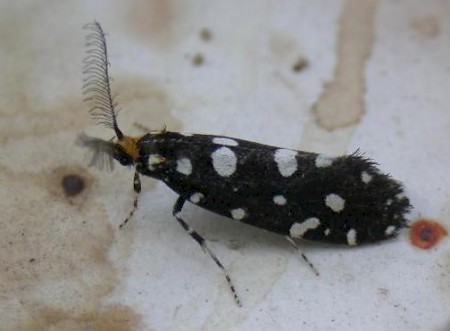 Euplocamus anthracinalis