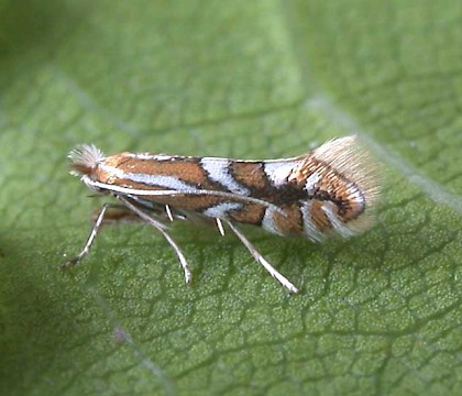 Adult • ex. leafmine on Malus sylvestris, Fleet, Hants. • © Ian Kimber