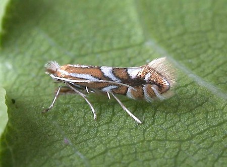 Phyllonorycter cydoniella