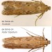 Adults • Ex larvae on Suaeda maritima and Aster tripolium. Flintshire. • © Ian Smith