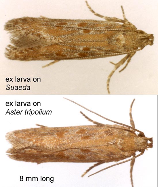 Scrobipalpa salinella Adults | UKmoths