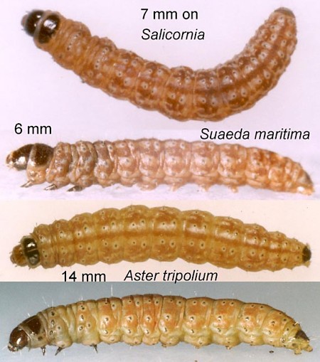 Scrobipalpa salinella