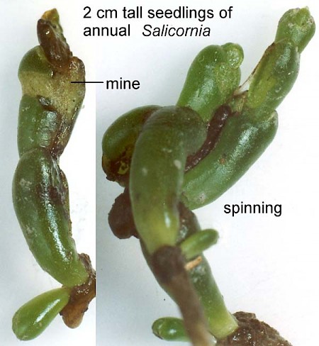 Scrobipalpa salinella