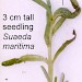 Spinning • Larval spinning on Suaeda maritima seedling. May. Flintshire. Imago reared. • © Ian Smith