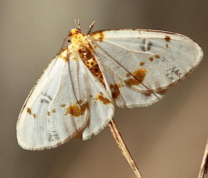 Adult • Sierra Nevada, Spain • © Bob Hastie