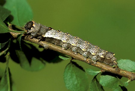 Green-brindled Dot Valeria oleagina