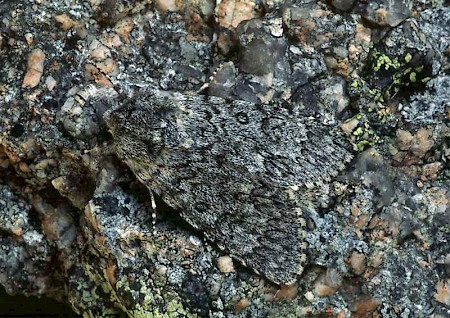 Sweet Gale Moth Acronicta cinerea