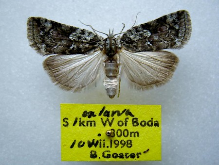 Sallow Nycteoline Nycteola degenerana