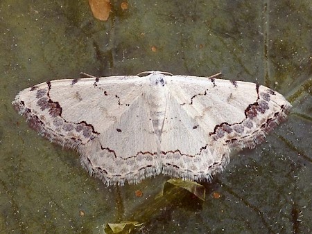 Middle Lace Border Scopula decorata