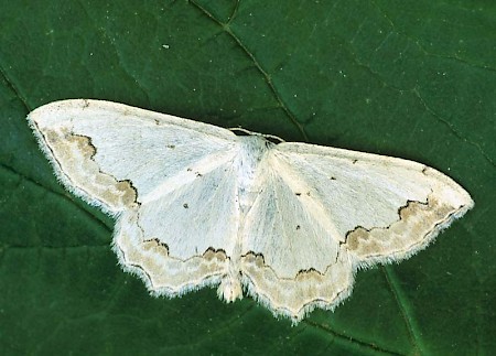 Middle Lace Border Scopula decorata