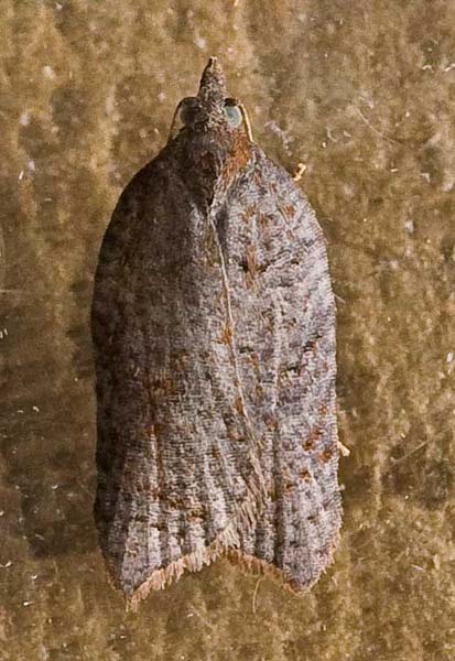 Acleris effractana