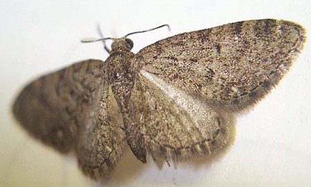 Epping Pug Eupithecia massiliata