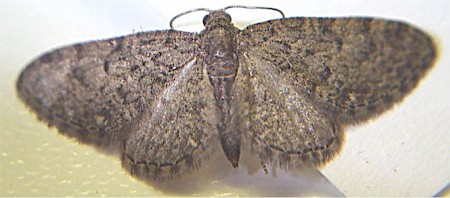 Epping Pug Eupithecia massiliata