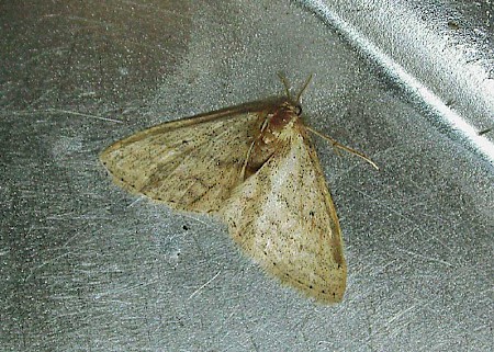 Petite Wave Scopula minorata