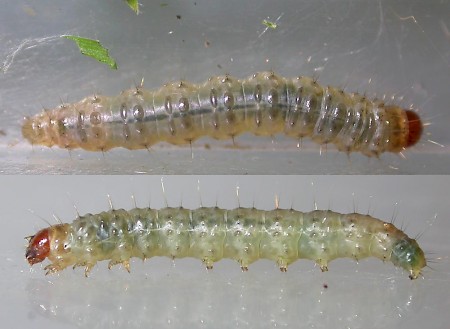 Chrysoteuchia culmella
