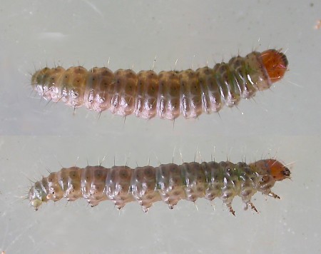 Crambus lathoniellus