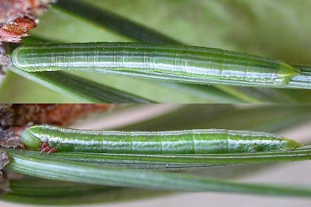 Grey Pine Carpet Thera obeliscata