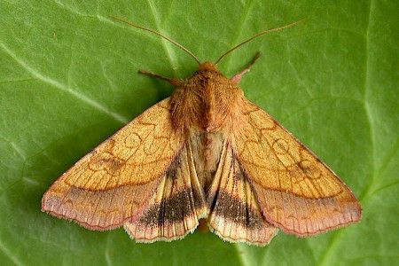 Bordered Sallow Pyrrhia umbra