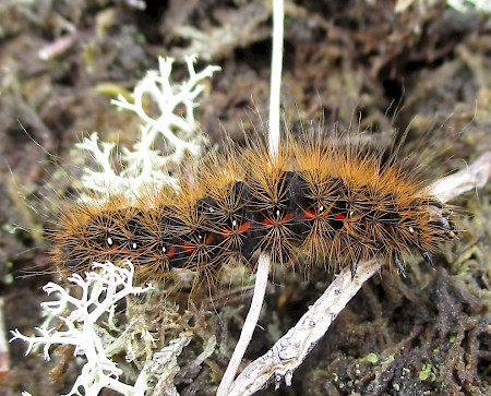 Light Knot Grass Acronicta menyanthidis