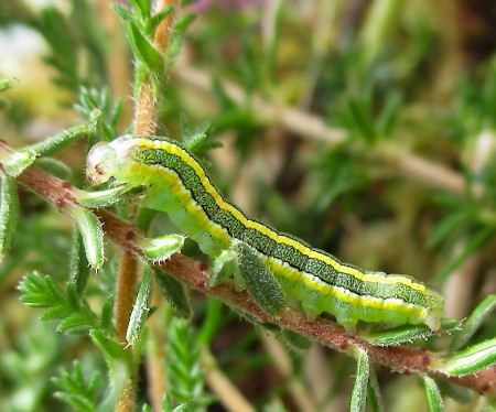 Broom Moth Ceramica pisi