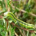 Larva, green form • East Ross, Scotland • © Nigel Richards