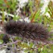 Larva, dark form • East Ross, Scotland • © Nigel Richards