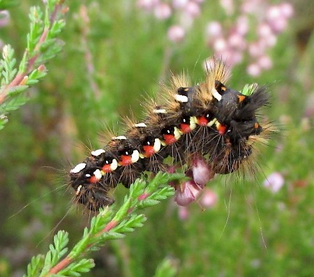 Knot Grass Acronicta rumicis