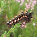 Larva • East Ross, Scotland • © Nigel Richards