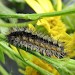 Larva, early instar • East Ross, Scotland • © Nigel Richards