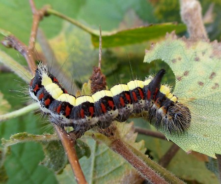 Grey Dagger Acronicta psi