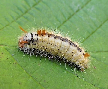 Nut-tree Tussock Colocasia coryli