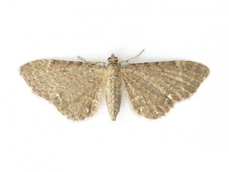 Valerian Pug Eupithecia valerianata