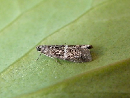 Elegia fallax