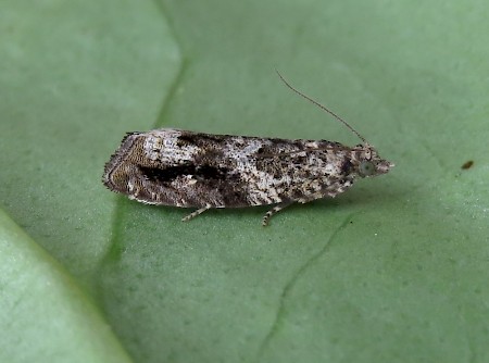 Epinotia signatana