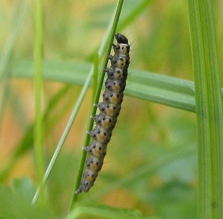 Ethmia pyrausta