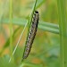 Early instar larva • Scottish Highlands • © Nigel Richards