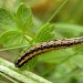 Late instar larva • Scottish Highlands • © Nigel Richards