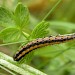 Late instar larva • Scottish Highlands • © Nigel Richards