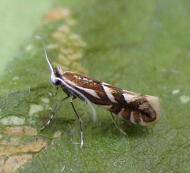 Phyllonorycter oxyacanthae