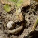 Larva • Chesil Beach, Dorset • © Megan Shersby