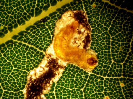 Stigmella suberivora