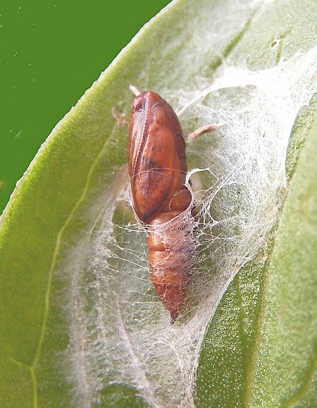 Light Brown Apple Moth Epiphyas postvittana