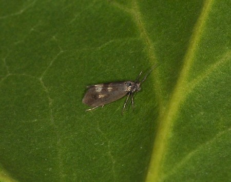 Lampronia morosa